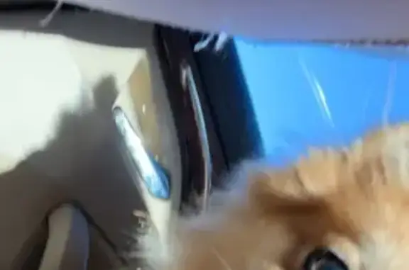 Missing dog Morganton, photo: Lost Dog in Morganton: Answers to Tay Tay