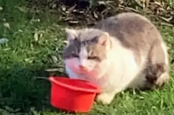 Animaux trouvés , photo: Chat errant squatte garage à Lugrin