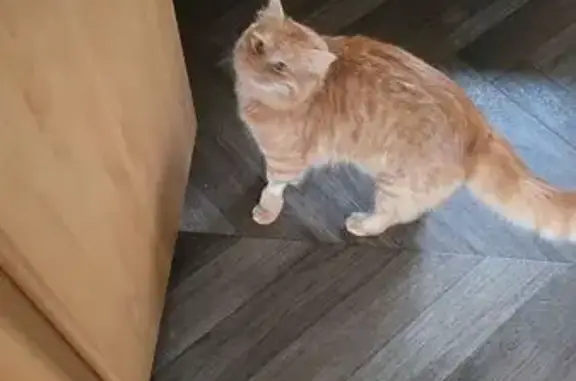 Lost Orange Cat: Sweet Boots in Anchorage