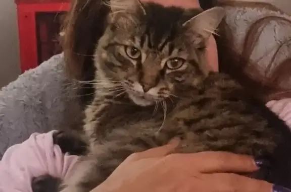 Lost pets , photo: Help Find Amadeus: Missing Cat in Seddon