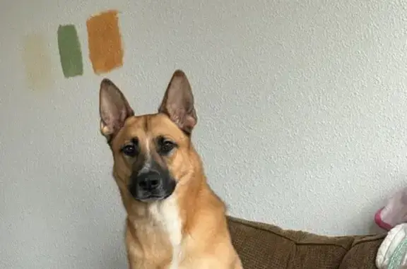 Lost and found pets Colorado Springs, photo: Lost Energetic Dog: Sumter Dr, CO