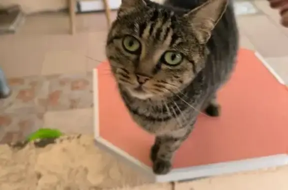 Animaux perdus Nouvelle-Aquitaine, photo: Chat perdu à Parthenay, Nouvelle-Aquitaine