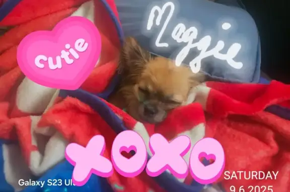 Missing dog Syracuse, photo: Lost: Tiny Chihuahua on Herkimer St, SYR