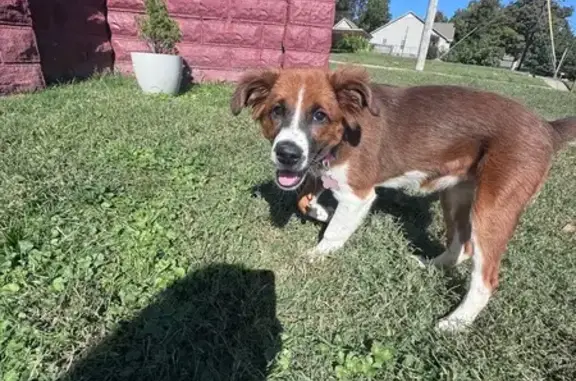 Missing dog Paragould, photo: Lost Dog: Saint Bernard Mix in Paragould
