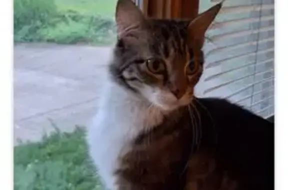 Lost Cat: Yellow Eyes, Dark Spot, Leawood