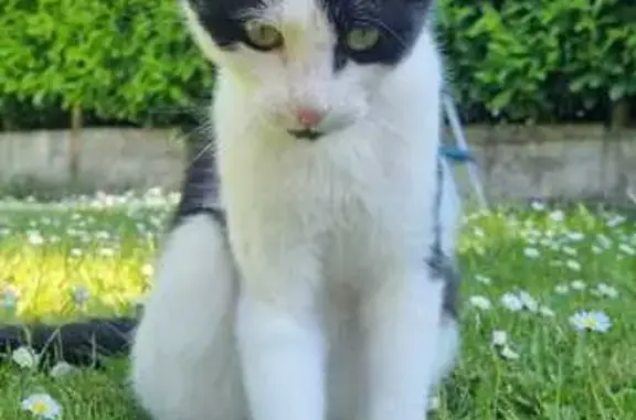 Animaux perdus , photo: Chat perdu : mâle noir et blanc, yeux jaunes