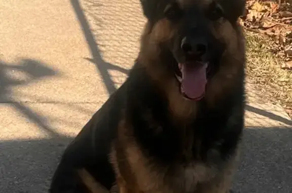 Missing dog Detroit, photo: Lost German Shepherd: Bruno in Detroit