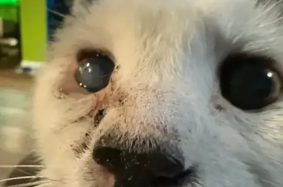 Lost Diabetic Cat: White/Black, Lacey Twp