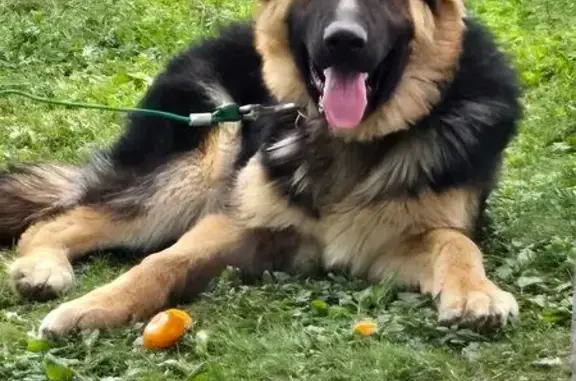 Lost German Shepherd: Help Find Him!