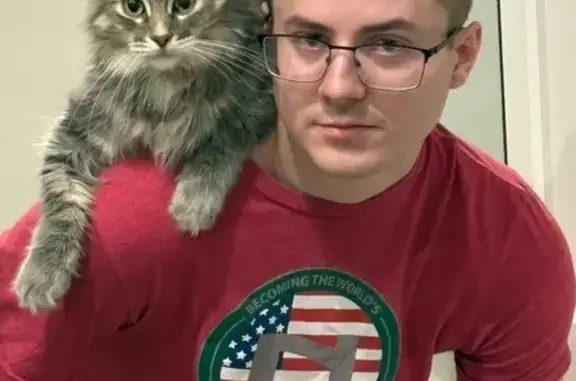 Lost Gray Siberian Cat in Montana