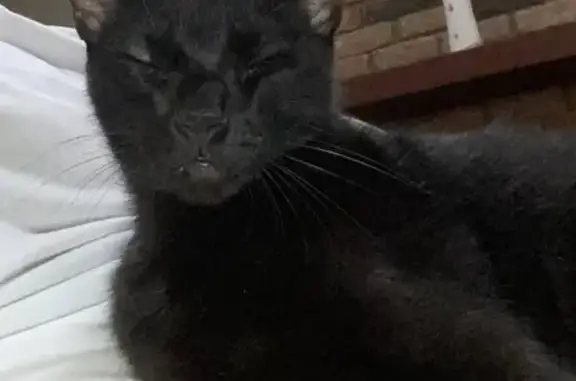 Lost Black Cat: Crinkled Ear, Osyka Area