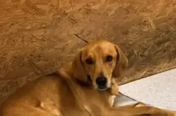 Lost Yellow Lab Near Wildwood, Mount Vernon