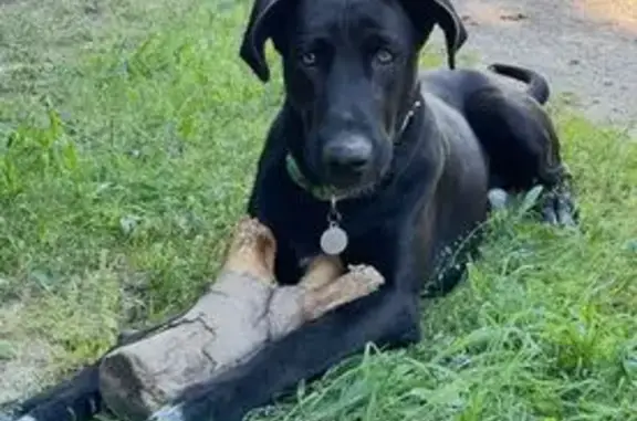 Perro Perdido tras Robo en Casa de Campo