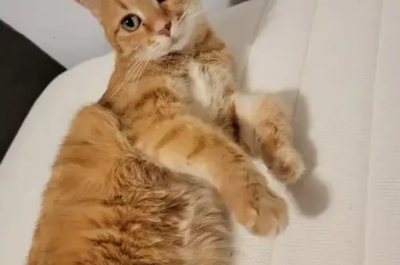 Lost pets Prior Lake, photo: Lost Slim Orange Cat on River Birch Lane