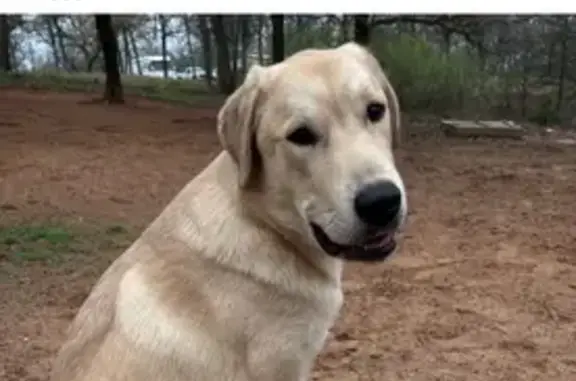 Lost pets Oklahoma City, photo: Lost Scared Blonde Lab Mix in OKC