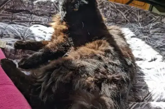 Chat perdu, Saint-Ismier, photo: Chatte noire perdue à Saint-Ismier