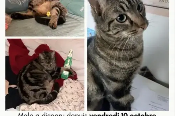 Chat perdu : Malo, sociable et câlin - photo