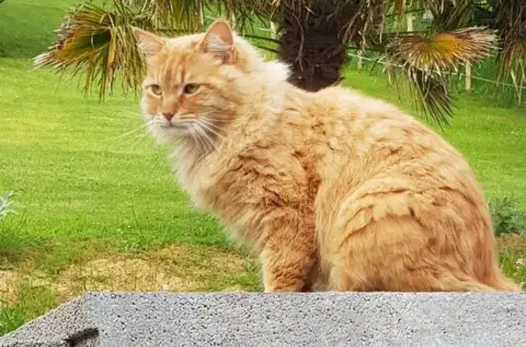 Chat perdu : Ninja, 8 ans, Arance 24/10 - photo