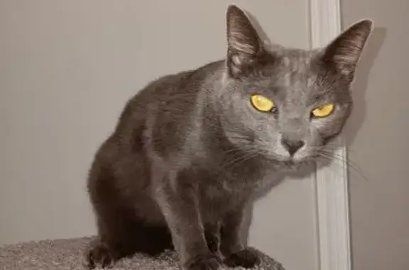 Lost and found pets Wake Forest, photo: Lost Charcoal Gray Cat: Friendly & Gentle