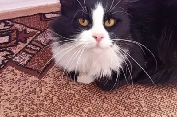 У районі вулиці Арцеулова (Зоряна) знайдено чорно-білого пухнастого дорослого кота. Домашній, доглянутий.