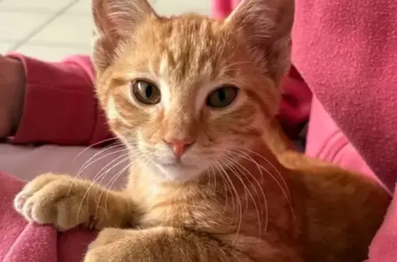 Animaux trouvés Puilboreau, photo: Chat roux mâle trouvé à Puilboreau