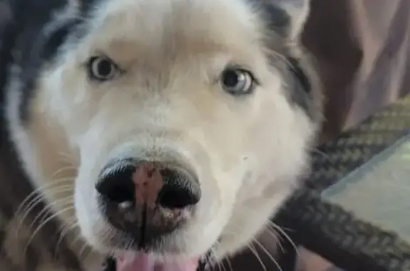 Found dog , photo: Found: Friendly Dog with Collar in Lake Crest