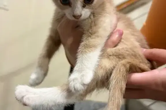 Found pets , photo: Found Cat on Deerewood Lane, 6603