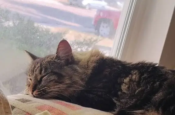 Lost and found pets Colorado Springs, photo: Lost: Sweet, Shy Tabby in Colorado Springs