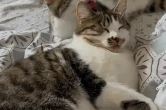 Animaux perdus Saint-Quentin, photo: Chat blanc perdu, femelle peureuse, St-Quentin