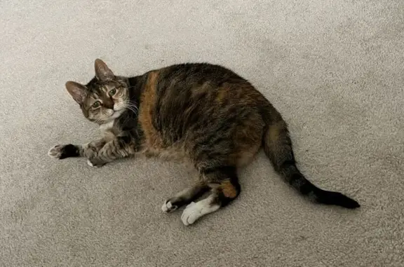 Lost Tortie Cat: Friendly, 15+ Yrs, Danbury