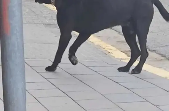 Perro encontrado Montcada i Reixac, foto: Perro Negro Encontrado en Montcada i Reixac