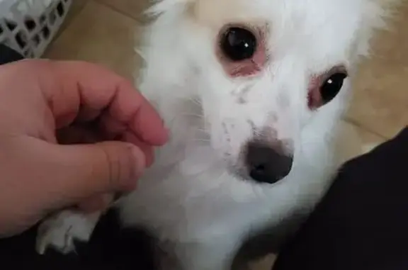 Lost Dog: White & Brown Ears on Halloween