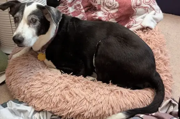 Lost 16-Year-Old Dog in Temple Terrace