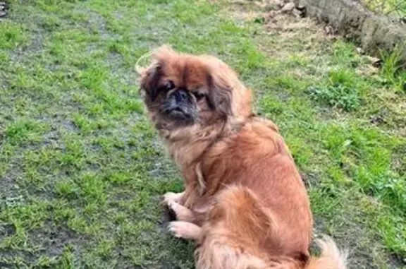 Зникла собака: рудий окрас, пухлина на животі
