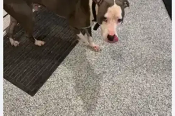 Found pets Dallas, photo: Found Dog: Sweet Pup with Collar in Dallas