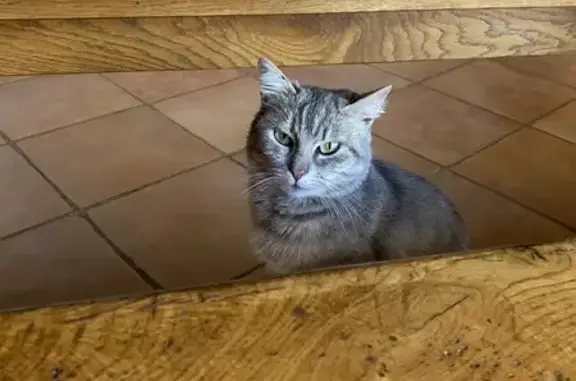 Animaux trouvés Latillé, photo: Chatte grise trouvée à Latillé
