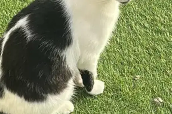 Chat perdu, Le Mans, photo: Chat perdu noir et blanc, Le Mans