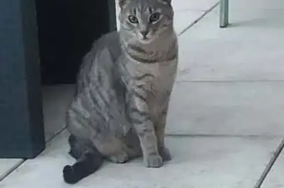 Animaux perdus Montpellier, photo: Chatte perdue Avenue de Toulouse, Montpellier