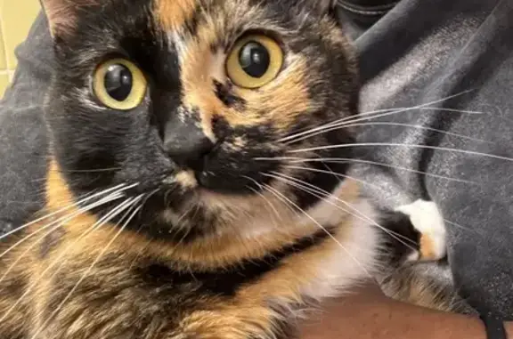Help Find Persephone: Unique Tortie Lost