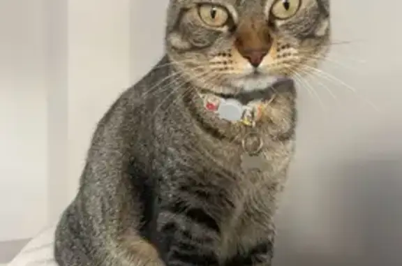 Pequeña Gata Atigrada Perdida en Benalmádena