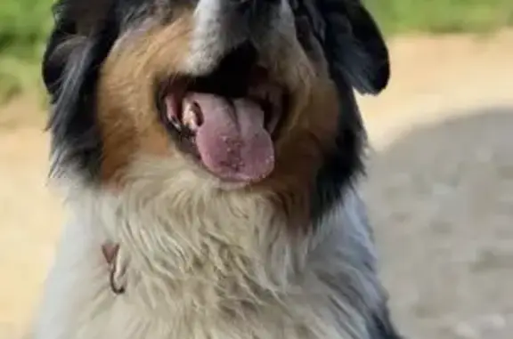 Chien perdu , photo : Chien perdu: Berger Australien Bleu Merle