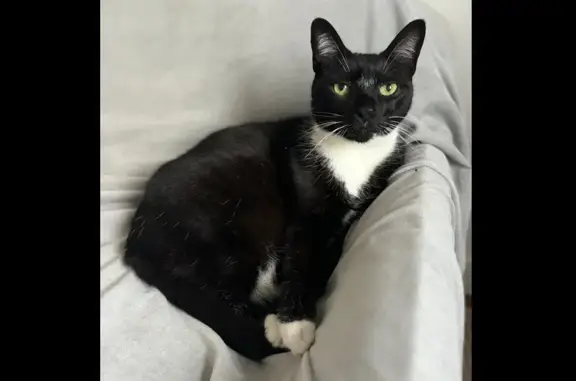 Animaux perdus Paris, photo: Chat tuxedo perdu à Paris, 11 ans, 7 kg