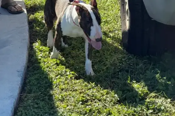 Found pets Royal Palm Beach, photo: Found: Brindle Bull Terrier in Royal Palm