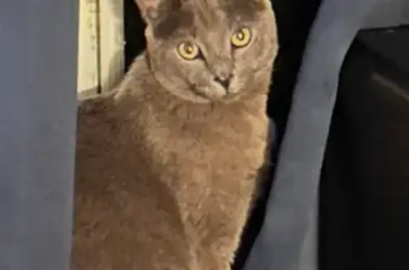 Missing cat Antioch, photo: Lost Dark Gray Cat - Pioneer Way, Antioch