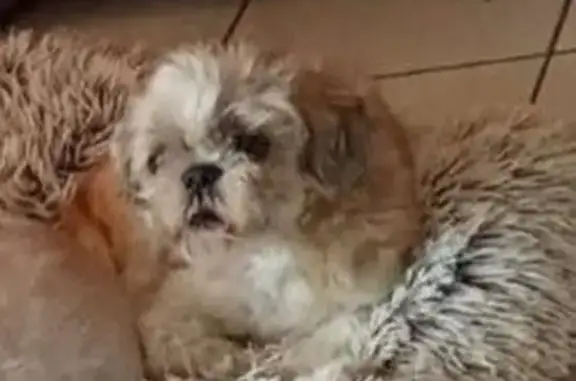 Shih Tzu perdu Rue Louis le Vau, Perpignan - photo