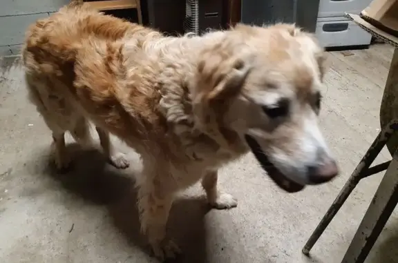 Chien trouvé Sévérac, photo: Chien type golden retriever trouvé à Sévérac