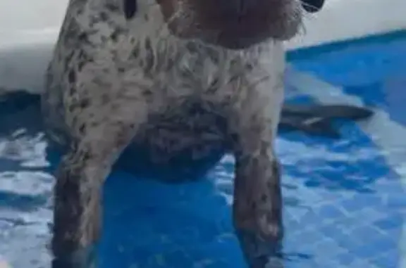 Perro Perdido en Carmona: Blanco y Chocolate