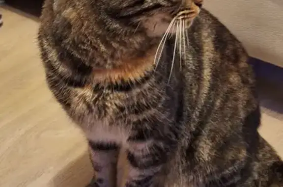 Animaux trouvés Issenheim, photo: Chat tigré câlin trouvé à Issenheim