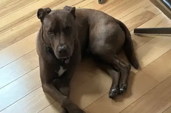 Missing dog New Orleans, photo: Lost Sweet Brown Pit Mix in New Orleans