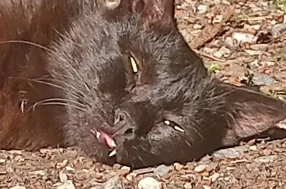 Chat noire perdue, épileptique, Rue du Lutin - photo